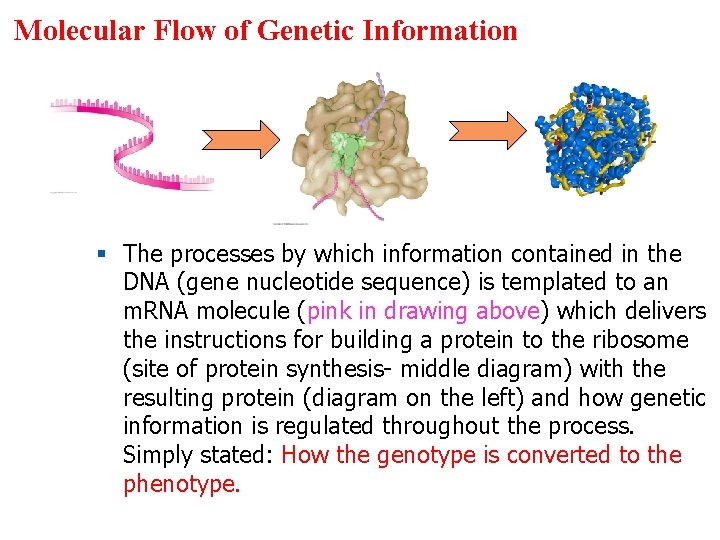 Molecular Flow of Genetic Information § The processes by which information contained in the