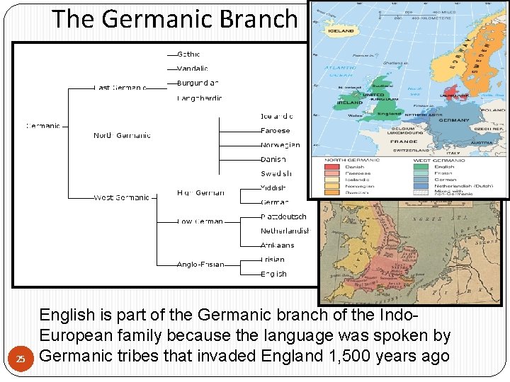 The Germanic Branch 25 English is part of the Germanic branch of the Indo.
