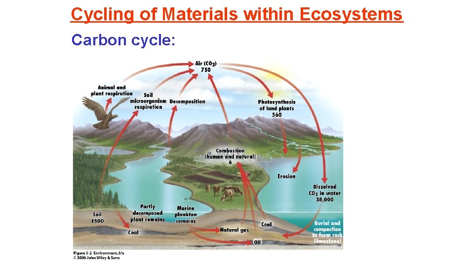 Cycling of Materials within Ecosystems Carbon cycle: 