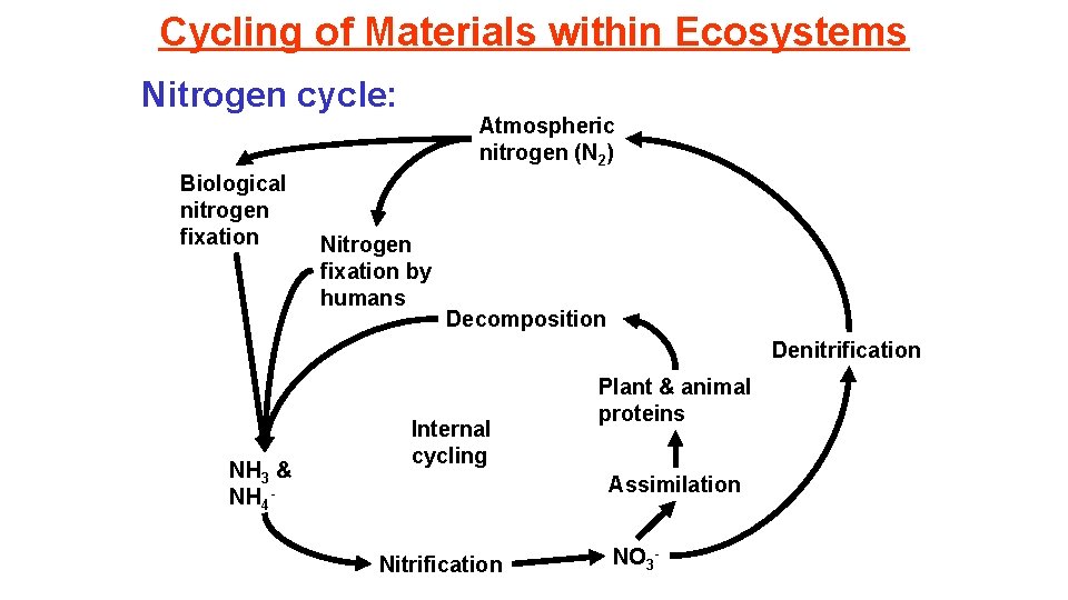 Cycling of Materials within Ecosystems Nitrogen cycle: Biological nitrogen fixation Atmospheric nitrogen (N 2)