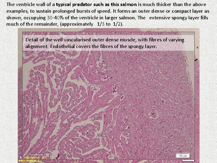 The ventricle wall of a typical predator such as this salmon is much thicker