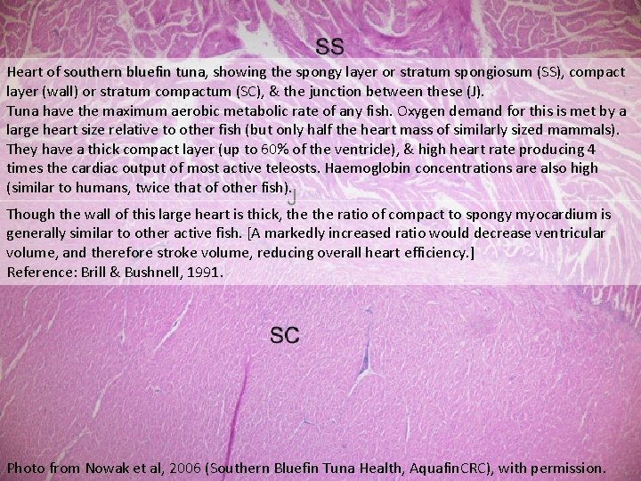 Heart of southern bluefin tuna, tuna showing the spongy layer or stratum spongiosum (SS),