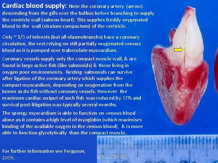 Cardiac blood supply: Note the coronary artery (arrow) descending from the gills over the