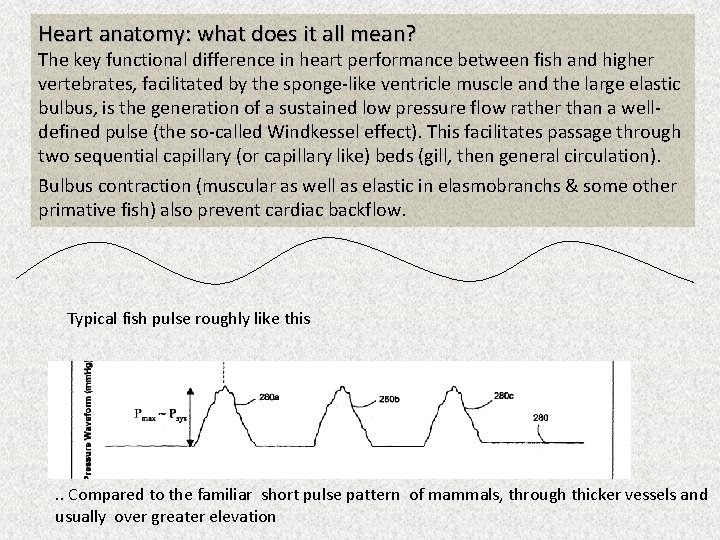 Heart anatomy: what does it all mean? The key functional difference in heart performance