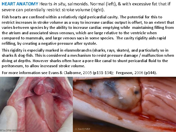 HEART ANATOMY Hearts in situ, salmonids. Normal (left), & with excessive fat that if