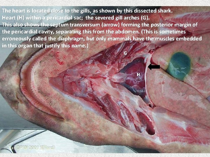 The heart is located close to the gills, as shown by this dissected shark.