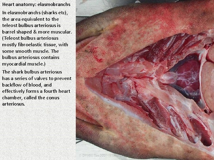 Heart anatomy: elasmobranchs In elasmobranchs (sharks etc), the area equivalent to the teleost bulbus