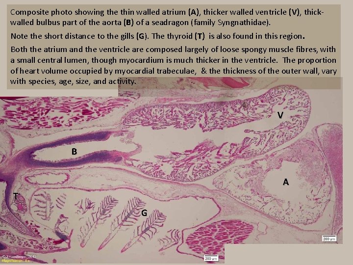 Composite photo showing the thin walled atrium (A), thicker walled ventricle (V), thickwalled bulbus