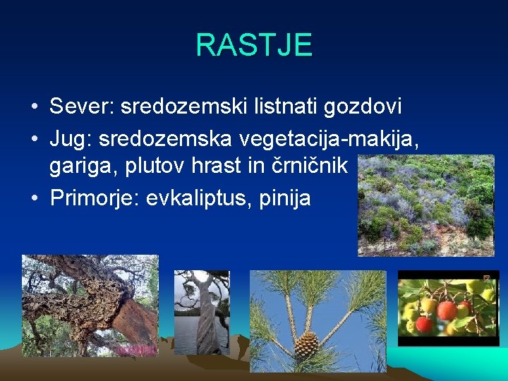 RASTJE • Sever: sredozemski listnati gozdovi • Jug: sredozemska vegetacija-makija, gariga, plutov hrast in