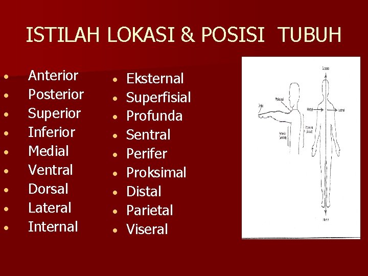 ISTILAH LOKASI & POSISI TUBUH • • • Anterior Posterior Superior Inferior Medial Ventral