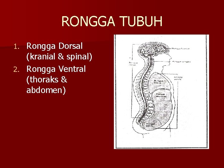 RONGGA TUBUH Rongga Dorsal (kranial & spinal) 2. Rongga Ventral (thoraks & abdomen) 1.