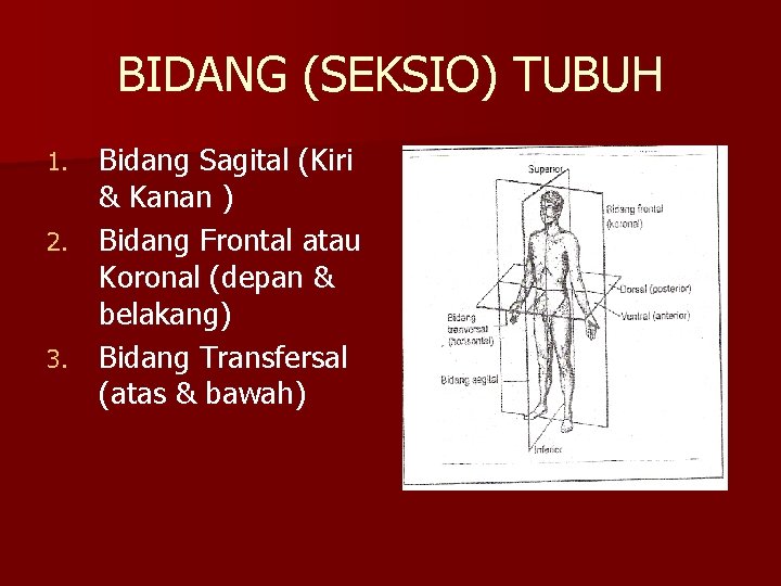 BIDANG (SEKSIO) TUBUH Bidang Sagital (Kiri & Kanan ) 2. Bidang Frontal atau Koronal