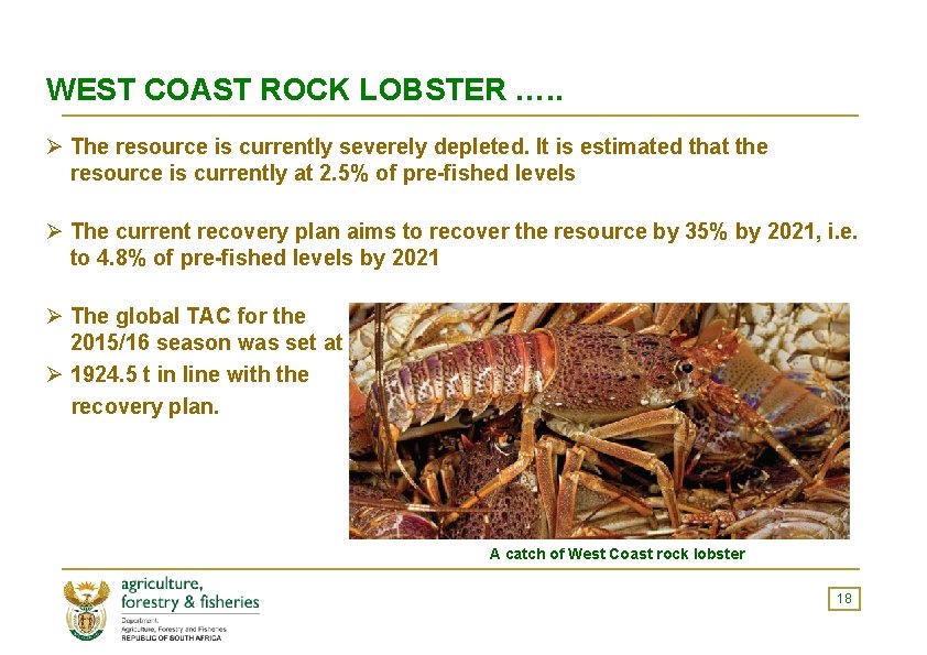 WEST COAST ROCK LOBSTER …. . Ø The resource is currently severely depleted. It