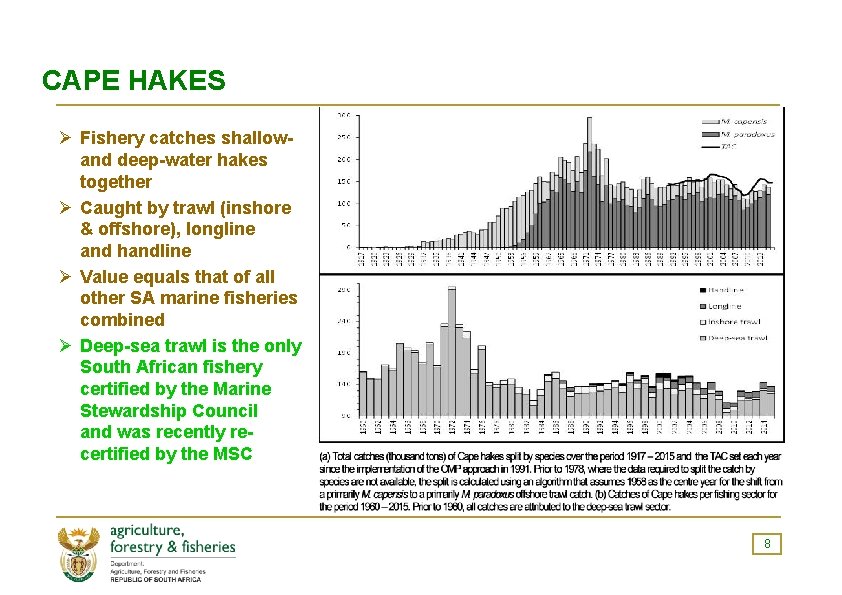 CAPE HAKES Ø Fishery catches shallowand deep-water hakes together Ø Caught by trawl (inshore