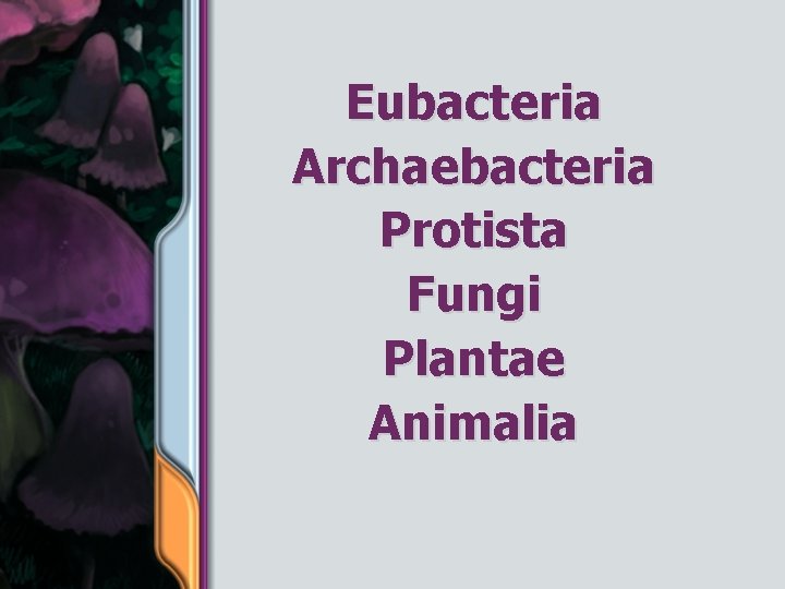 Eubacteria Archaebacteria Protista Fungi Plantae Animalia 