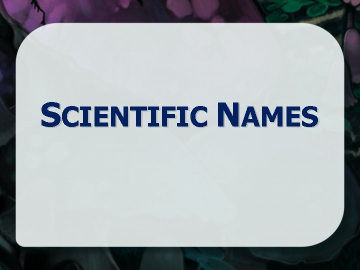 SCIENTIFIC NAMES 