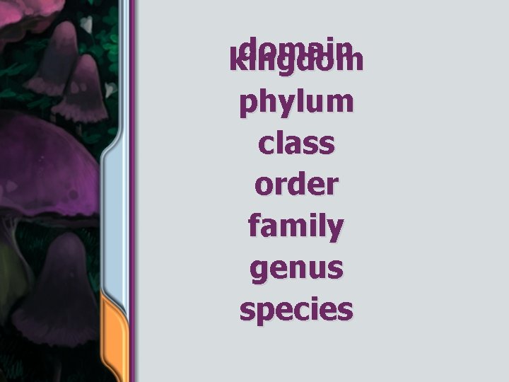 domain kingdom phylum class order family genus species 