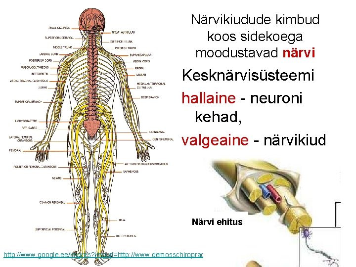 Närvikiudude kimbud koos sidekoega moodustavad närvi Kesknärvisüsteemi hallaine - neuroni kehad, valgeaine - närvikiud