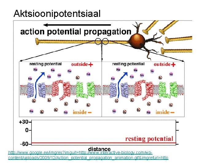 Aktsioonipotentsiaal http: //www. google. ee/imgres? imgurl=http: //www. interactive-biology. com/wpcontent/uploads/2009/12/Action_potential_propagation_animation. gif&imgrefurl=http Aktsioonipotentsiaal http: //www. google. ee/imgres? imgurl=http: //www. interactive-biology. com/wpcontent/uploads/2009/12/Action_potential_propagation_animation. gif&imgrefurl=http