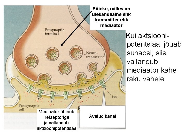 Põieke, milles on ülekandeaine ehk transmitter ehk mediaator Kui aktsioonipotentsiaal jõuab sünapsi, siis vallandub