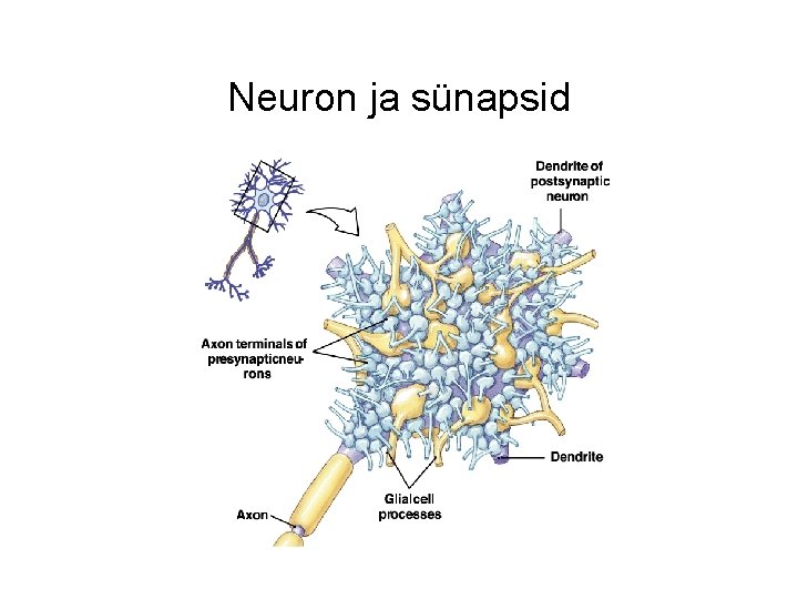 Neuron ja sünapsid 