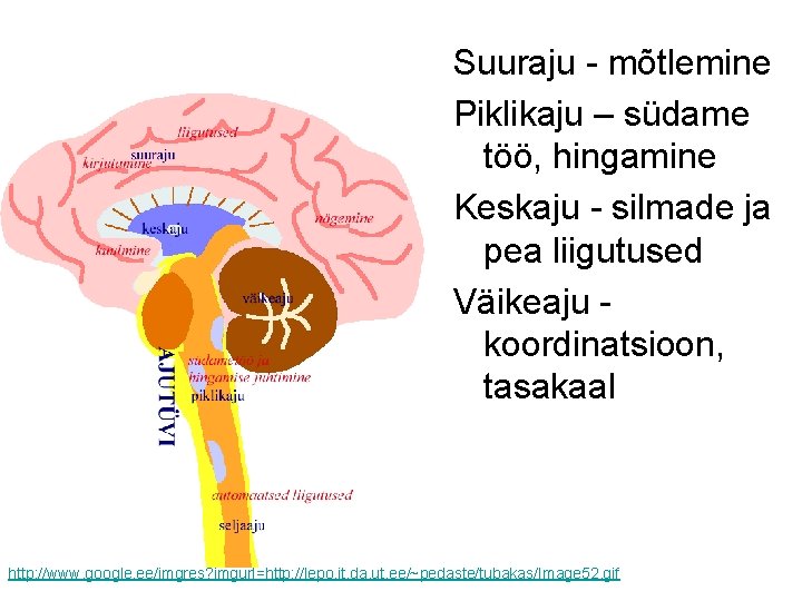 Suuraju - mõtlemine Piklikaju – südame töö, hingamine Keskaju - silmade ja pea liigutused Suuraju - mõtlemine Piklikaju – südame töö, hingamine Keskaju - silmade ja pea liigutused