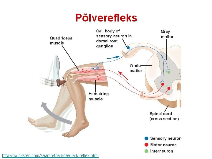 Põlverefleks http: //qwickstep. com/search/the-knee-jerk-reflex. html Põlverefleks http: //qwickstep. com/search/the-knee-jerk-reflex. html