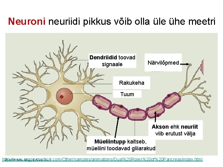 Neuroni neuriidi pikkus võib olla üle ühe meetri Dendriidid toovad signaale Närvilõpmed Rakukeha Tuum Neuroni neuriidi pikkus võib olla üle ühe meetri Dendriidid toovad signaale Närvilõpmed Rakukeha Tuum