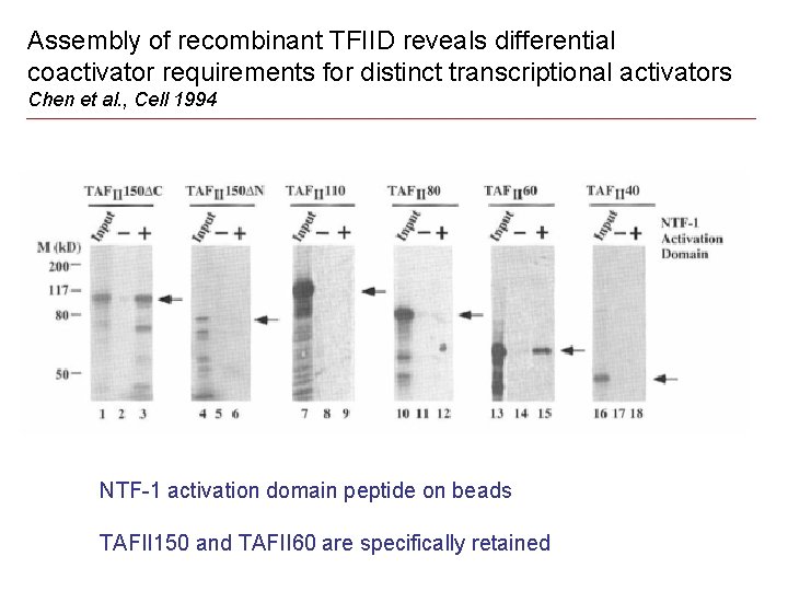 Assembly of recombinant TFIID reveals differential coactivator requirements for distinct transcriptional activators Chen et