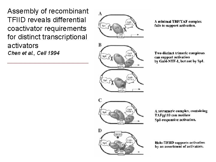 Assembly of recombinant TFIID reveals differential coactivator requirements for distinct transcriptional activators Chen et