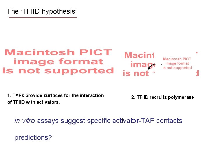 The ‘TFIID hypothesis’ 1. TAFs provide surfaces for the interaction of TFIID with activators.