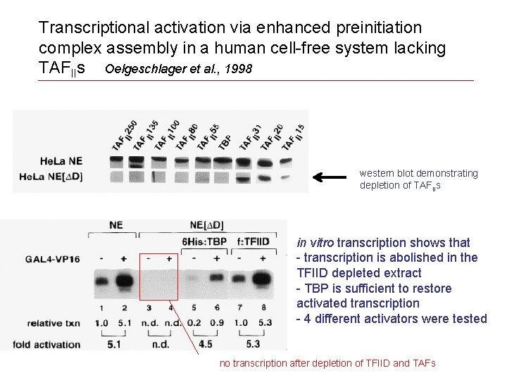 Transcriptional activation via enhanced preinitiation complex assembly in a human cell-free system lacking TAFIIs