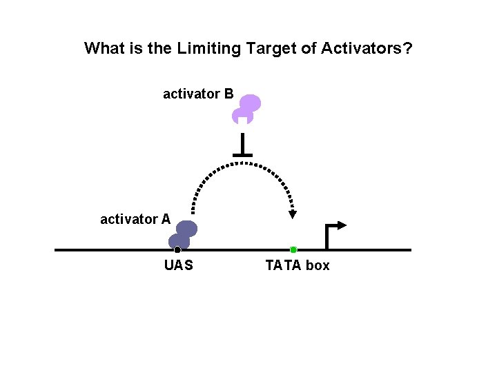 What is the Limiting Target of Activators? activator B activator A UAS TATA box