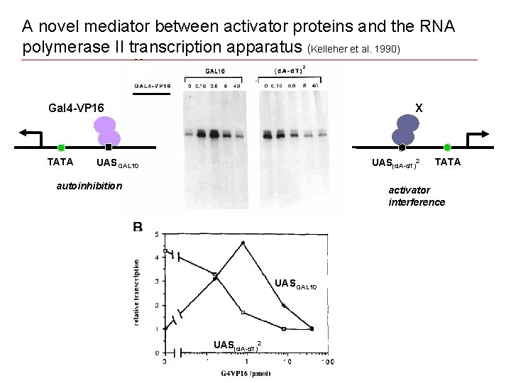 A novel mediator between activator proteins and the RNA polymerase II transcription apparatus (Kelleher