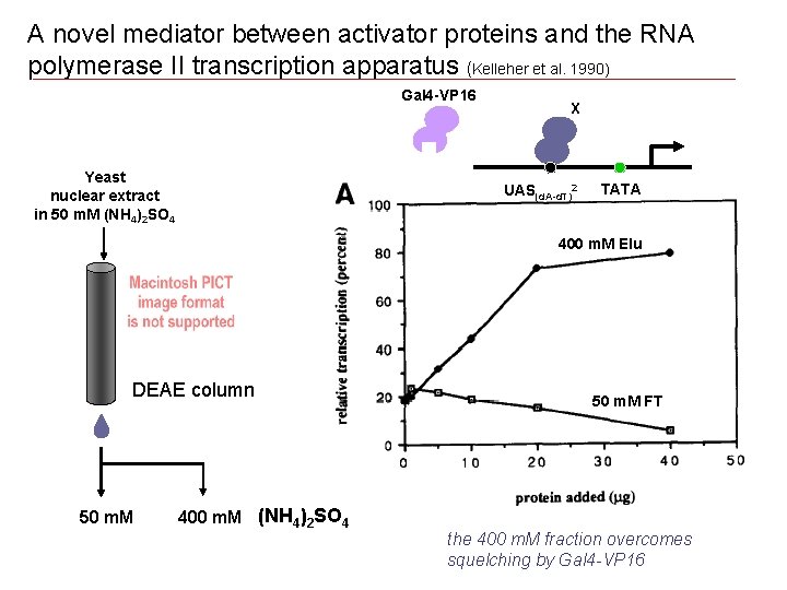 A novel mediator between activator proteins and the RNA polymerase II transcription apparatus (Kelleher