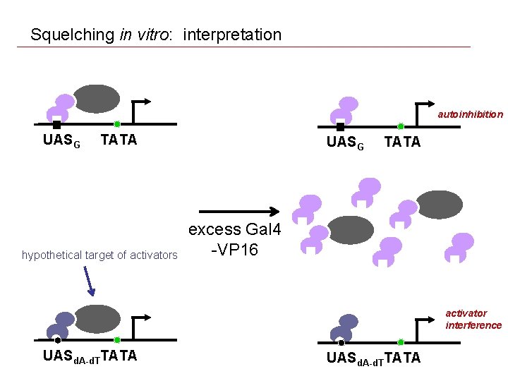 Squelching in vitro: interpretation autoinhibition UASG TATA hypothetical target of activators UASG TATA excess