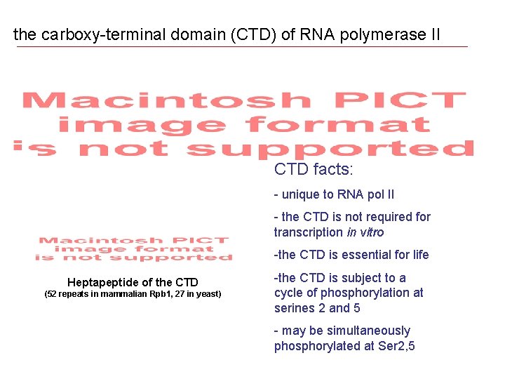 the carboxy-terminal domain (CTD) of RNA polymerase II CTD facts: - unique to RNA