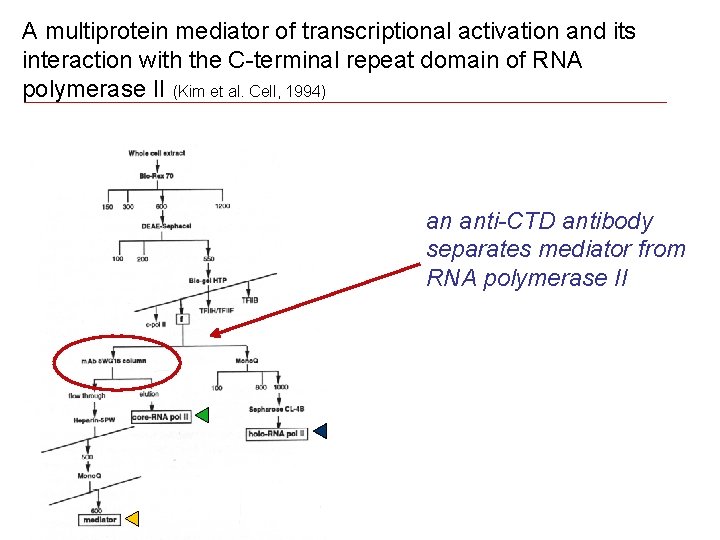 A multiprotein mediator of transcriptional activation and its interaction with the C-terminal repeat domain