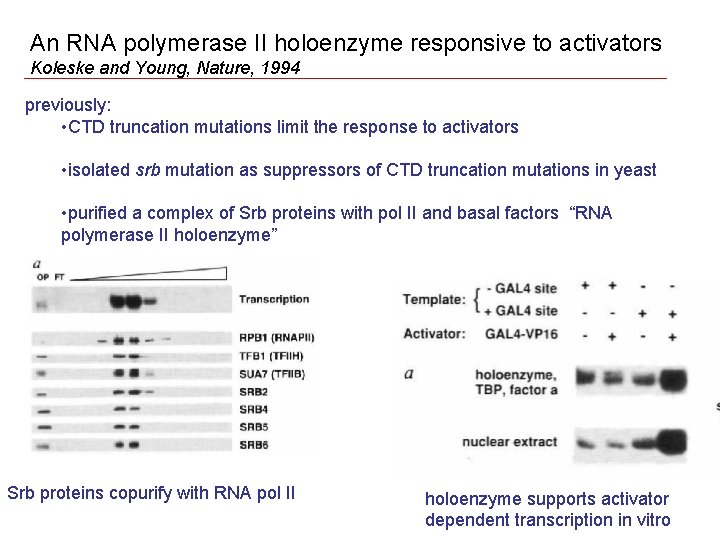 An RNA polymerase II holoenzyme responsive to activators Koleske and Young, Nature, 1994 previously: