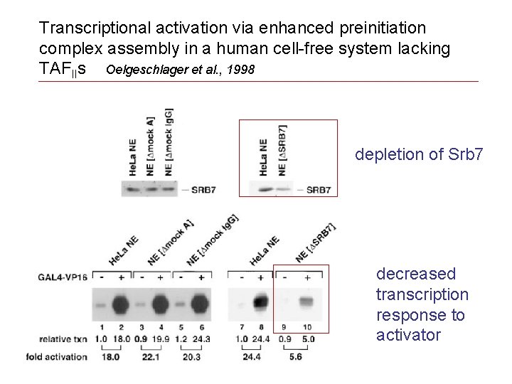 Transcriptional activation via enhanced preinitiation complex assembly in a human cell-free system lacking TAFIIs