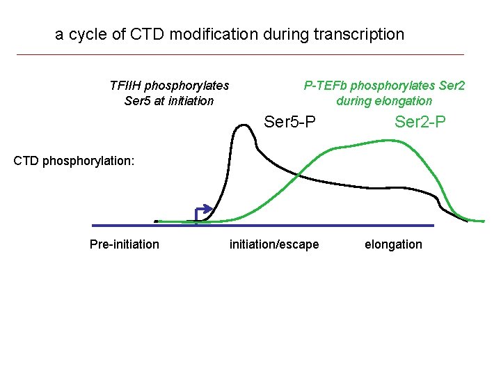 a cycle of CTD modification during transcription TFIIH phosphorylates Ser 5 at initiation P-TEFb