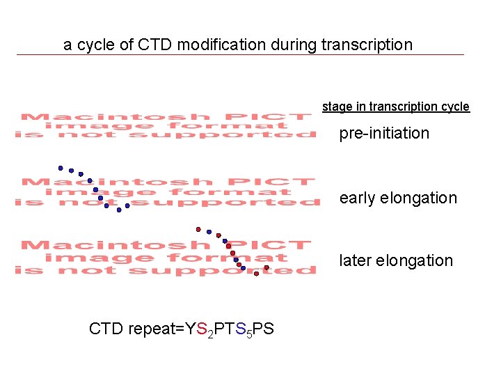 a cycle of CTD modification during transcription stage in transcription cycle pre-initiation early elongation