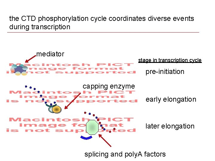 the CTD phosphorylation cycle coordinates diverse events during transcription mediator stage in transcription cycle