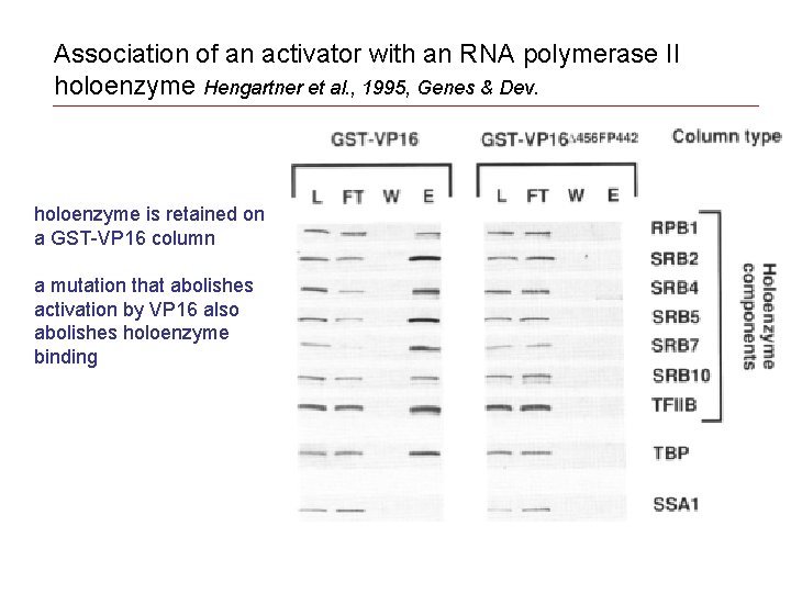 Association of an activator with an RNA polymerase II holoenzyme Hengartner et al. ,
