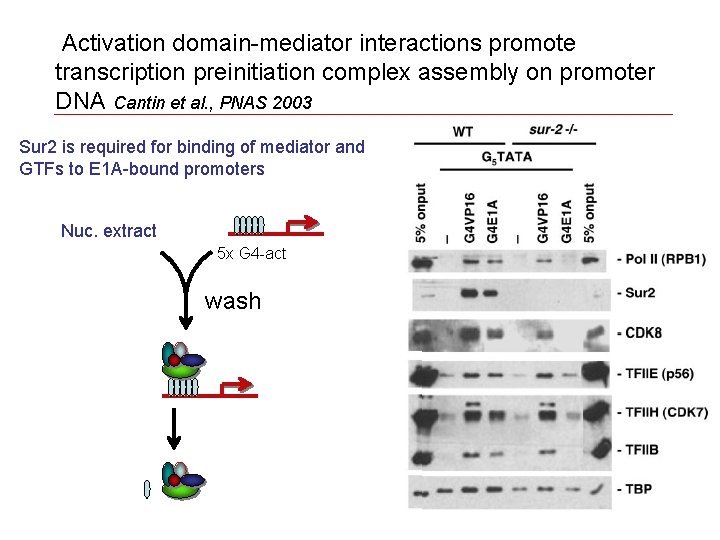 Activation domain-mediator interactions promote transcription preinitiation complex assembly on promoter DNA Cantin et al.