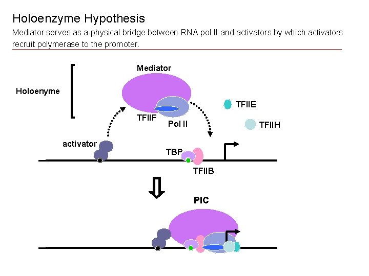 Holoenzyme Hypothesis Mediator serves as a physical bridge between RNA pol II and activators