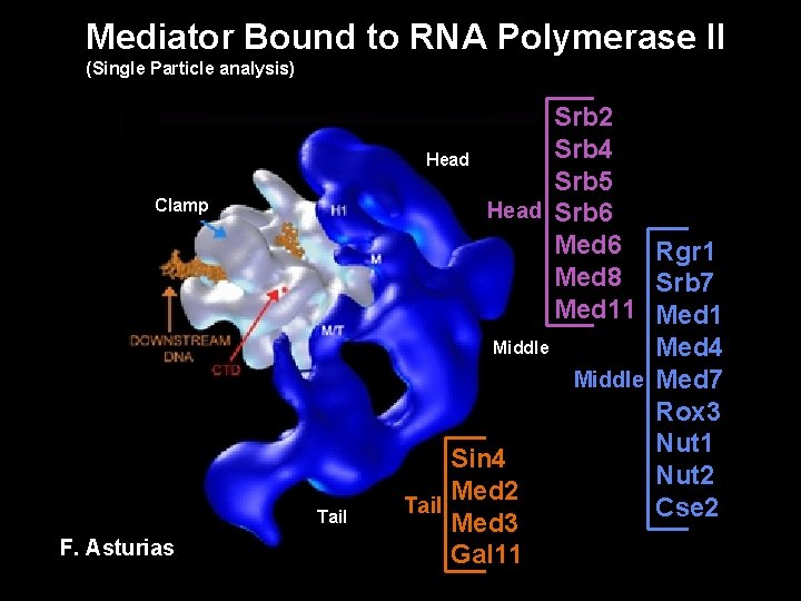 Mediator Bound to RNA Polymerase II (Single Particle analysis) Clamp Tail F. Asturias Srb