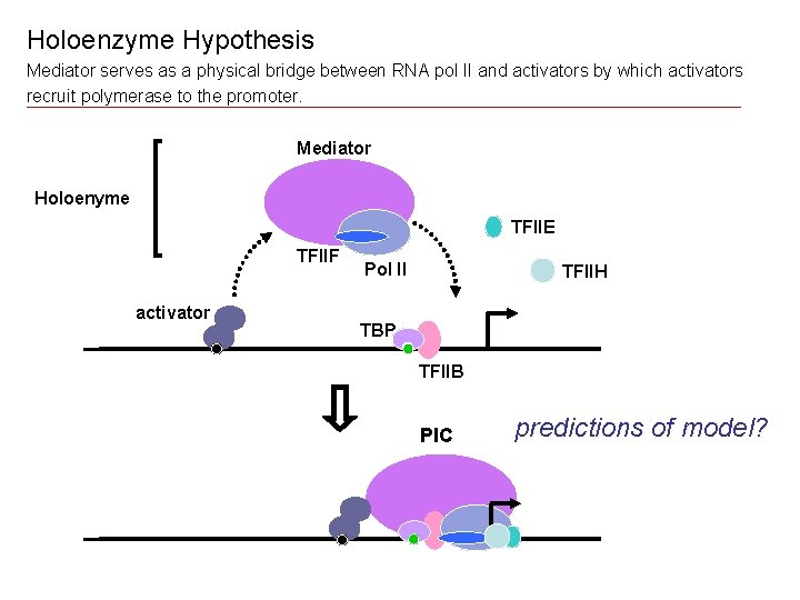 Holoenzyme Hypothesis Mediator serves as a physical bridge between RNA pol II and activators