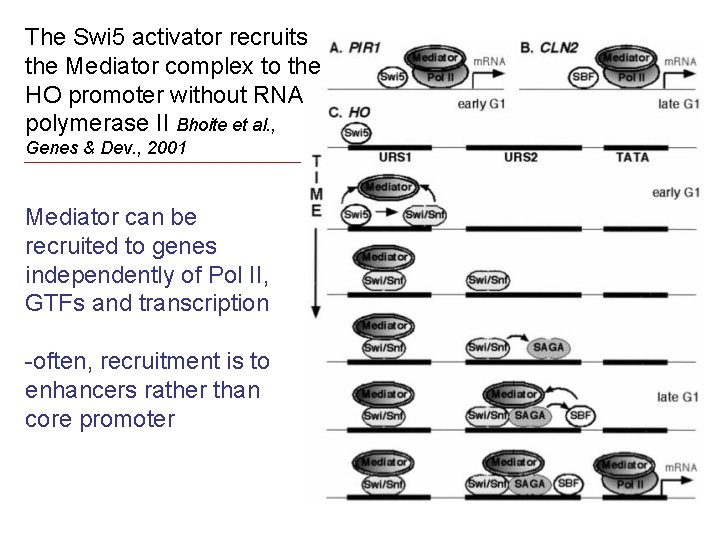 The Swi 5 activator recruits the Mediator complex to the HO promoter without RNA