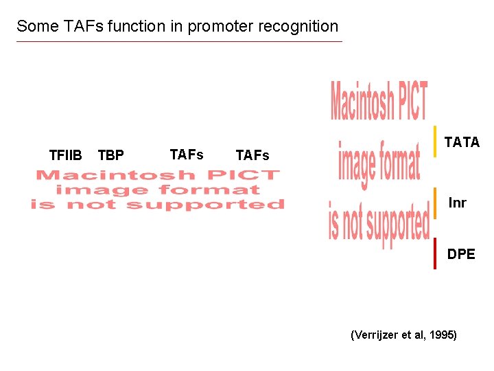 Some TAFs function in promoter recognition TFIIB TBP TAFs TATA Inr DPE (Verrijzer et